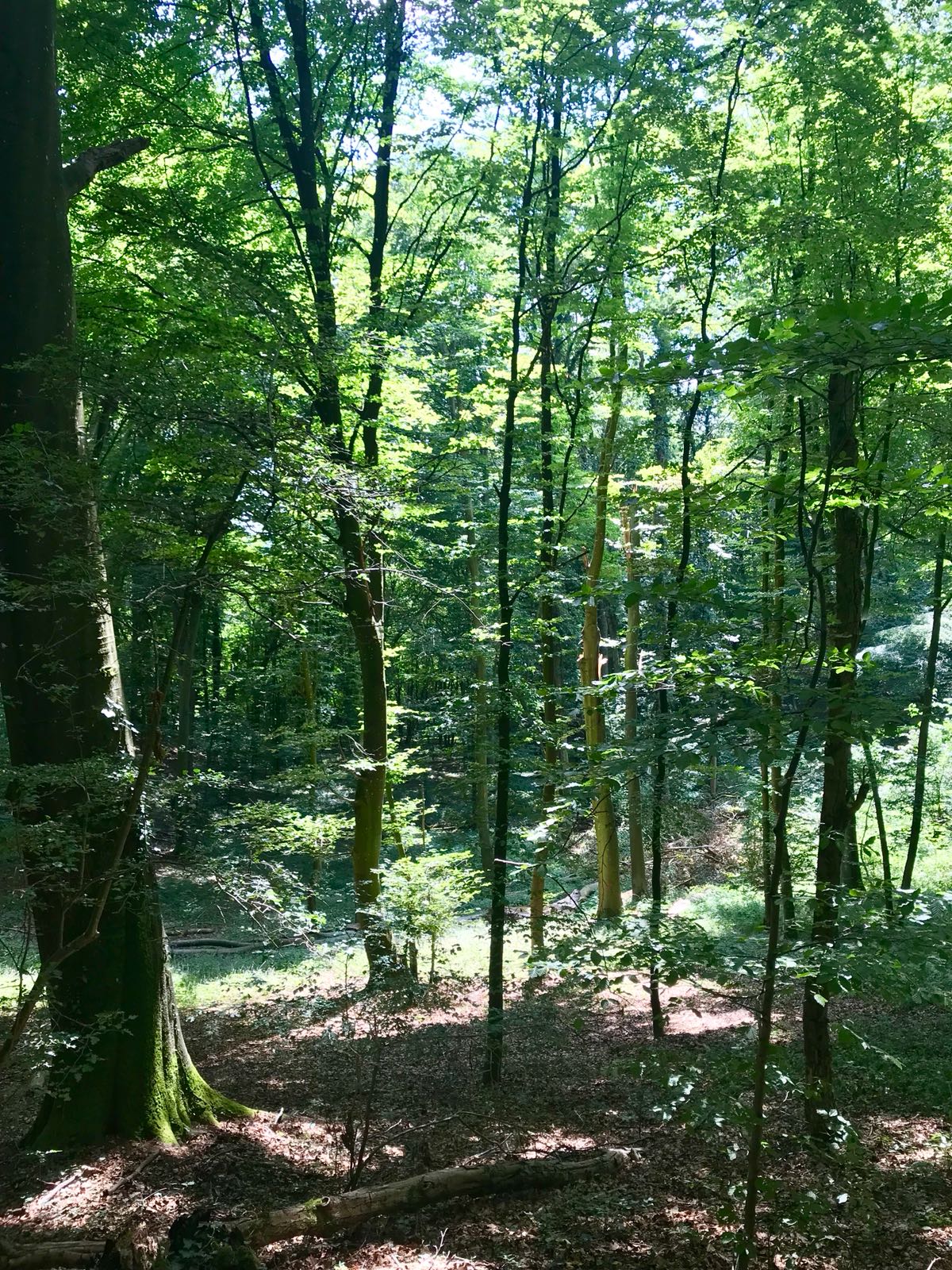 forêt 1