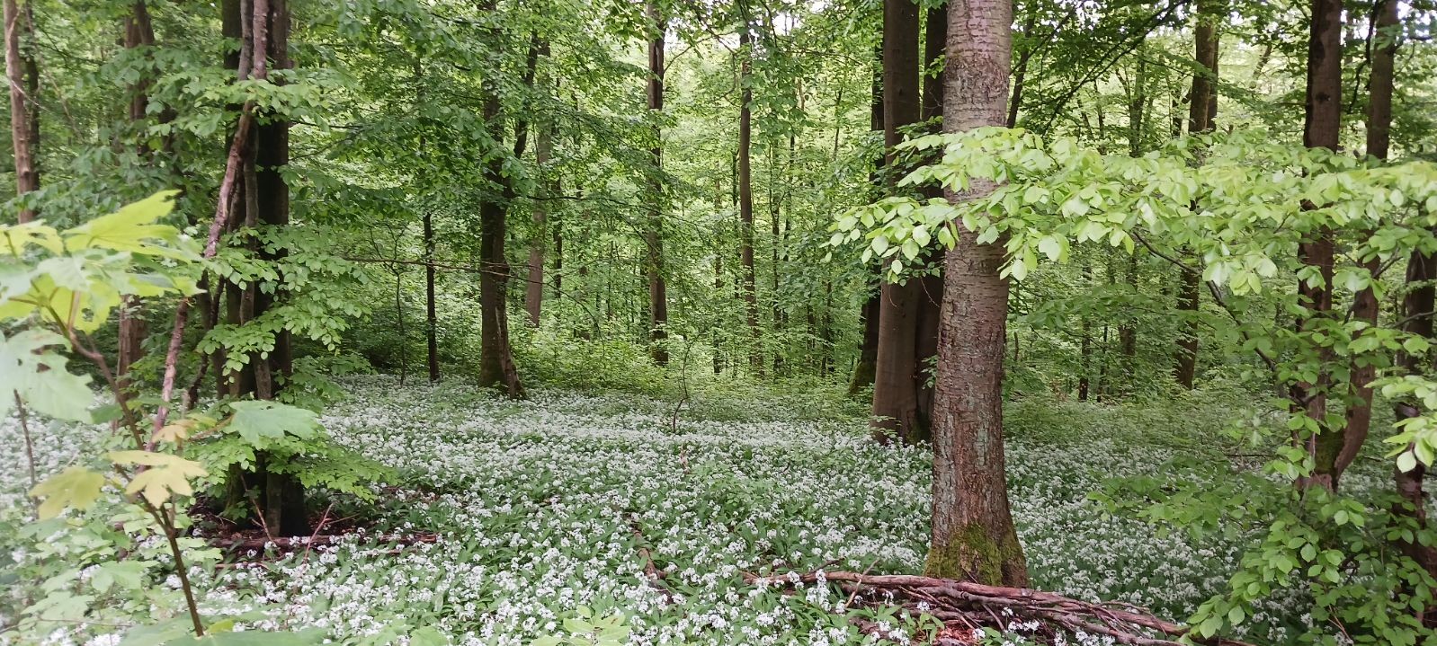Marche nature du 05 mai