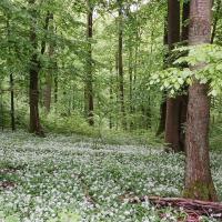Marche nature du 05 mai