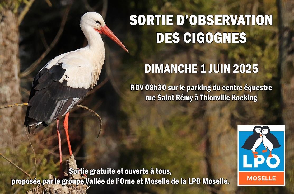 01 juin cigognes thionville lpo