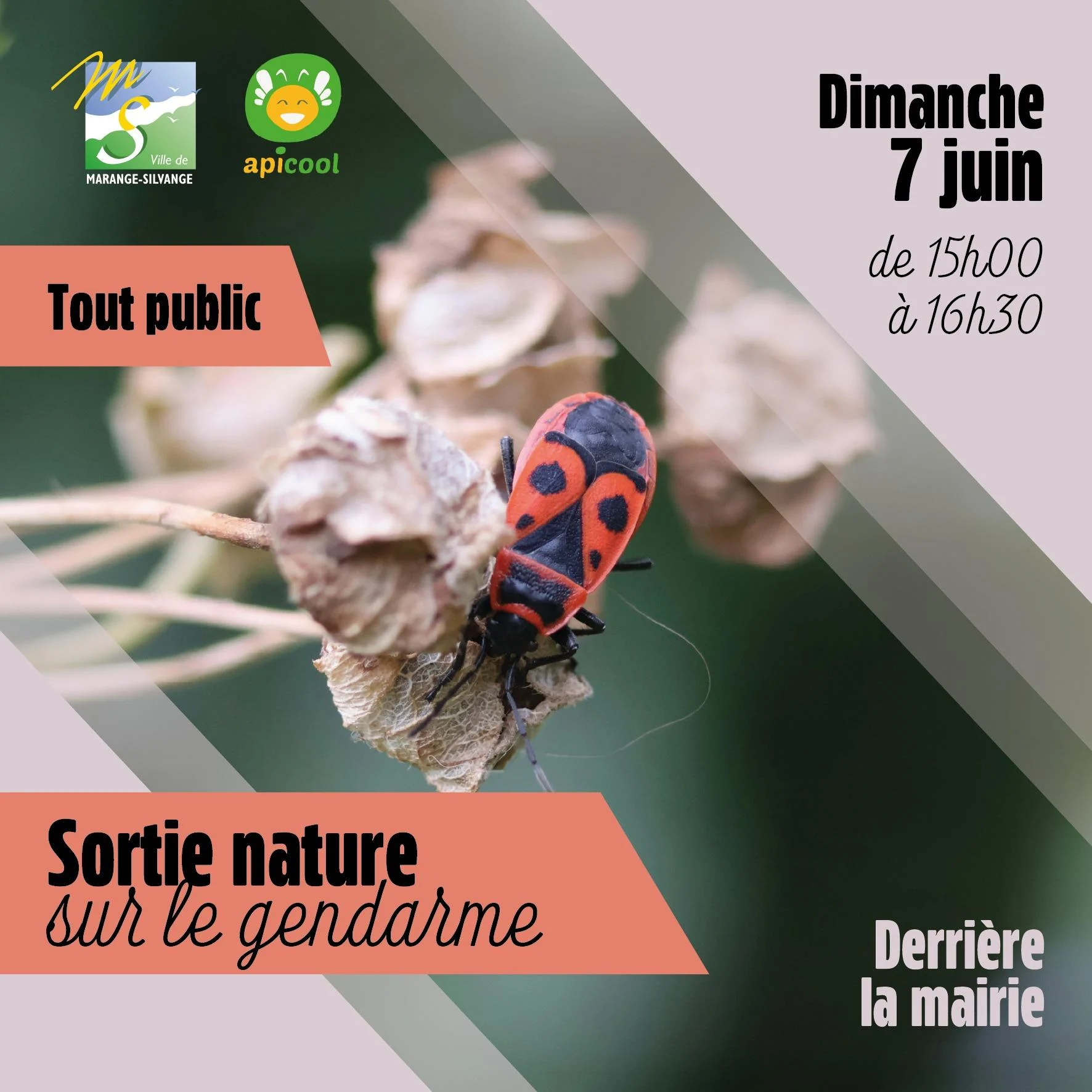 7 juin sortie nature gendarme apicool marange