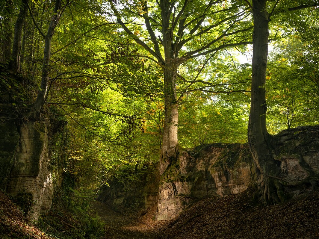Arbre annee photo 1