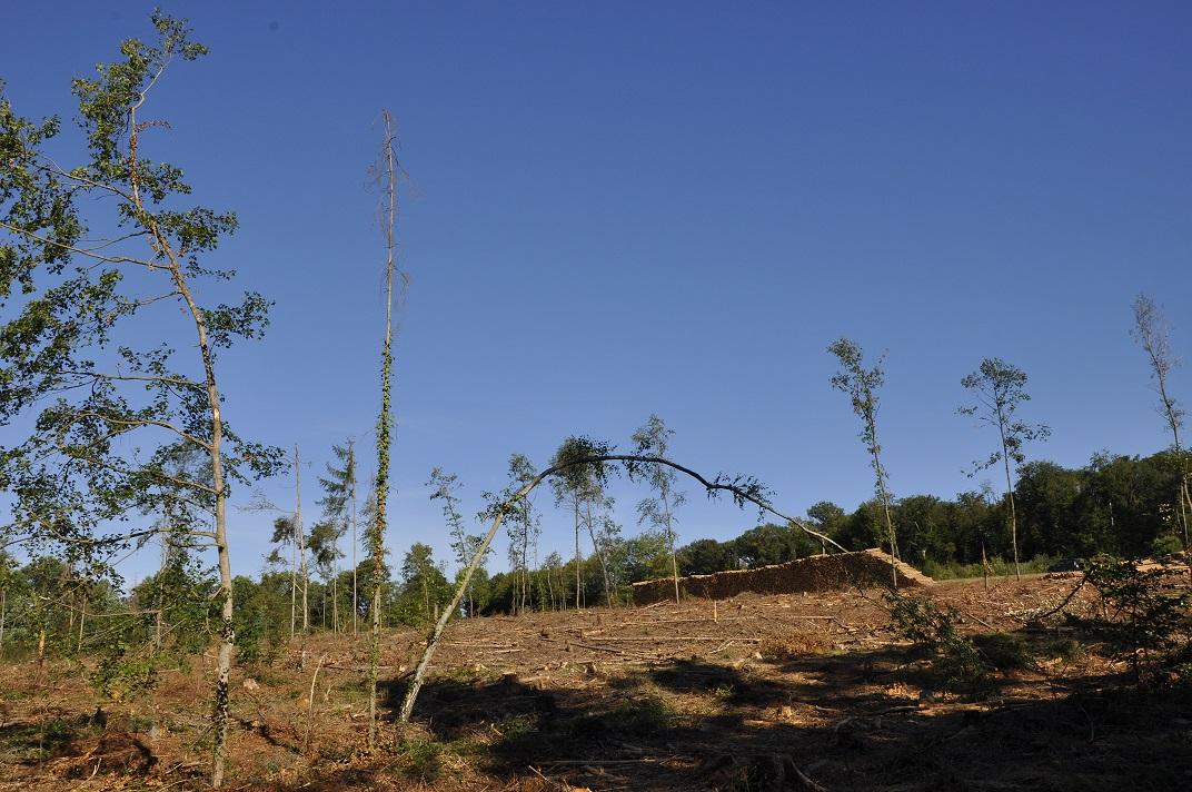 Arbres fragilises