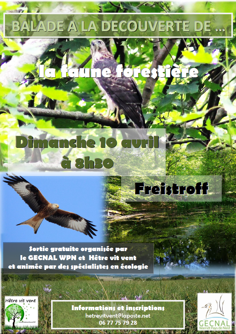 Decouverte faune forestiere