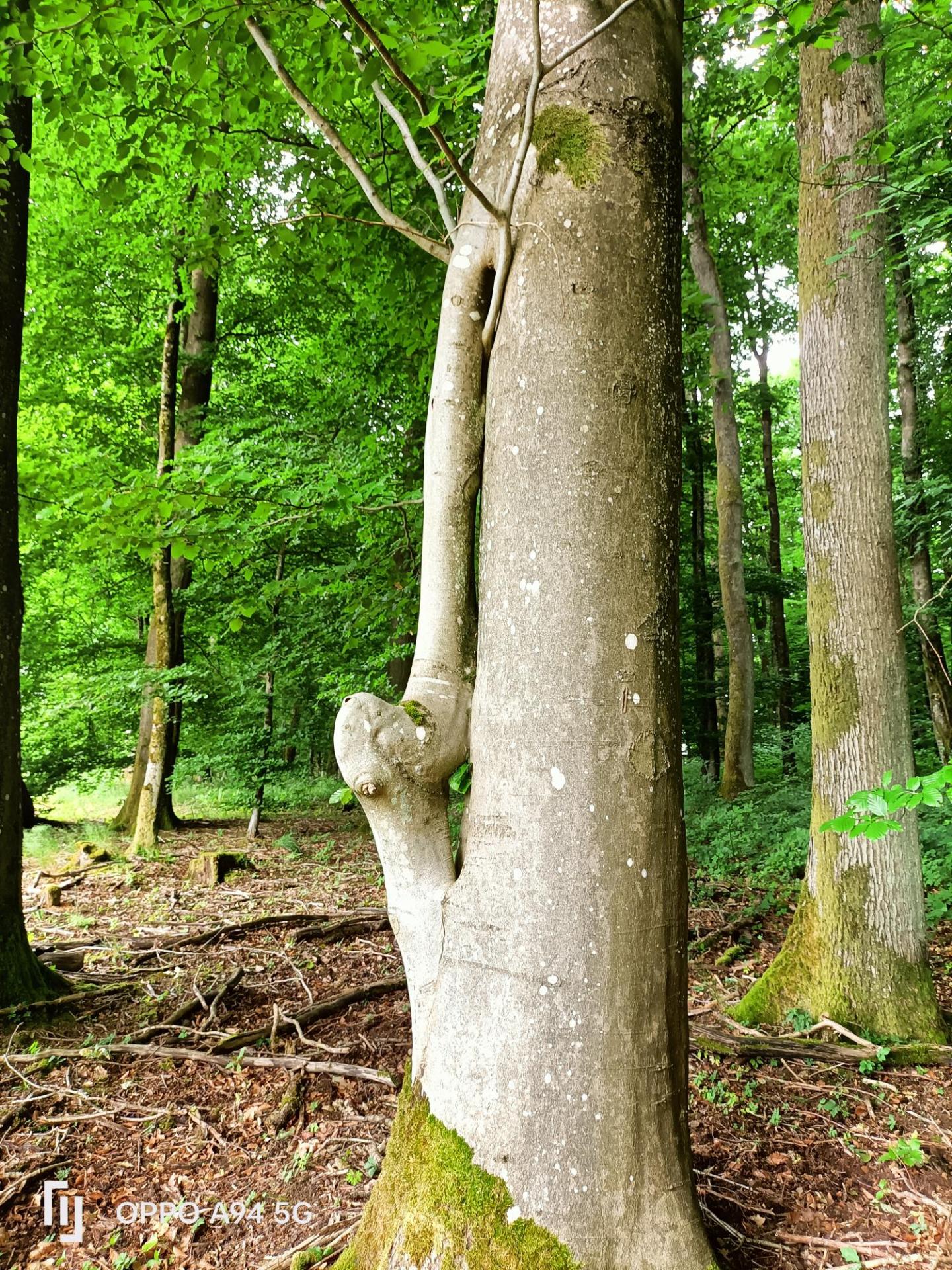 Une morphologie particulière - Photo : Mme Leblanc
