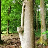 Une morphologie particulière - Photo : Mme Leblanc