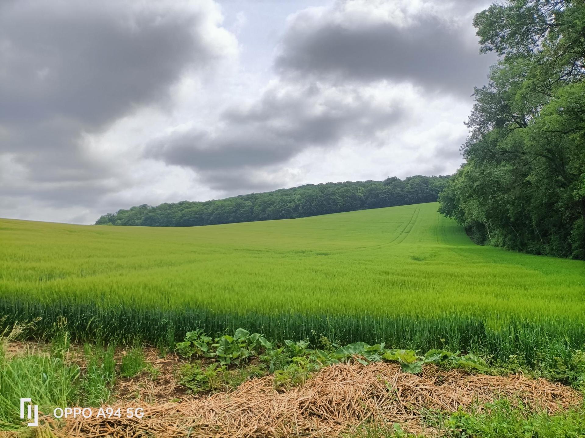 Paysage mosellan - Photo : Mme Leblanc