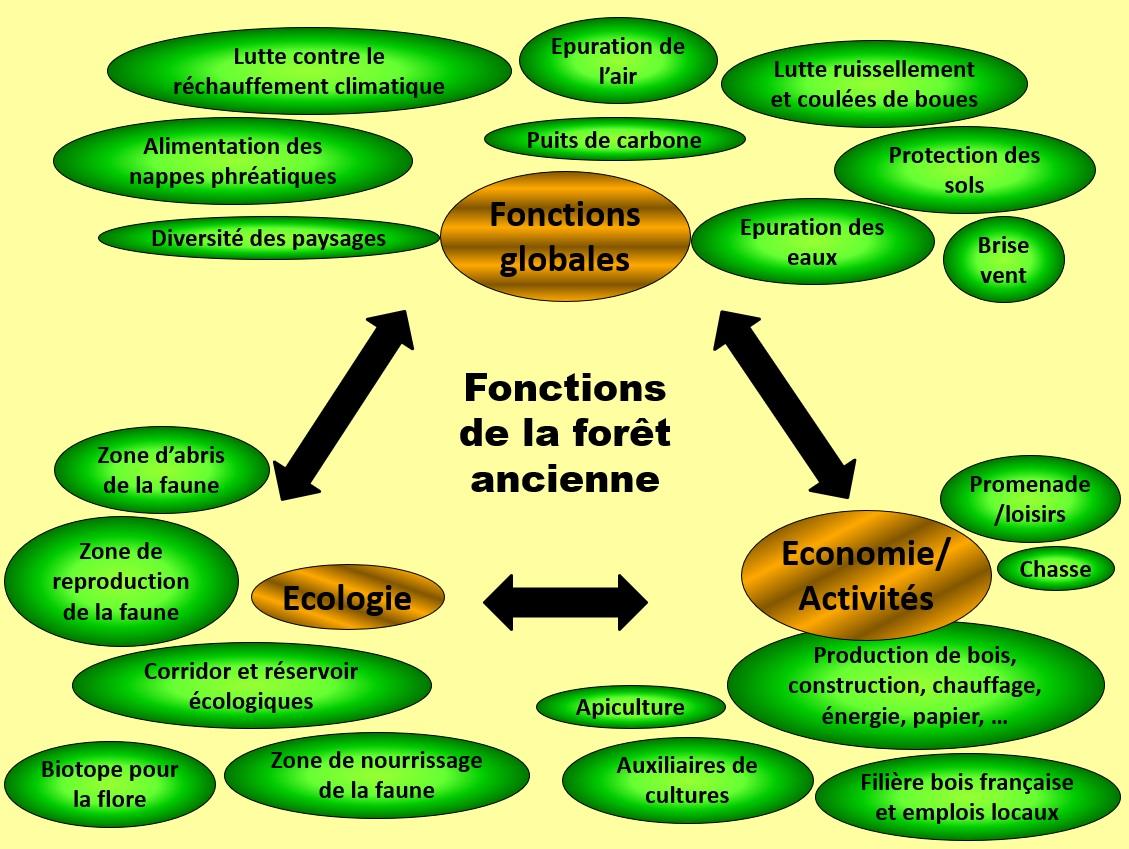 Fonctions forets anciennes