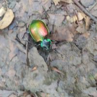 Une faune variée - Photo : Mme Grandjean