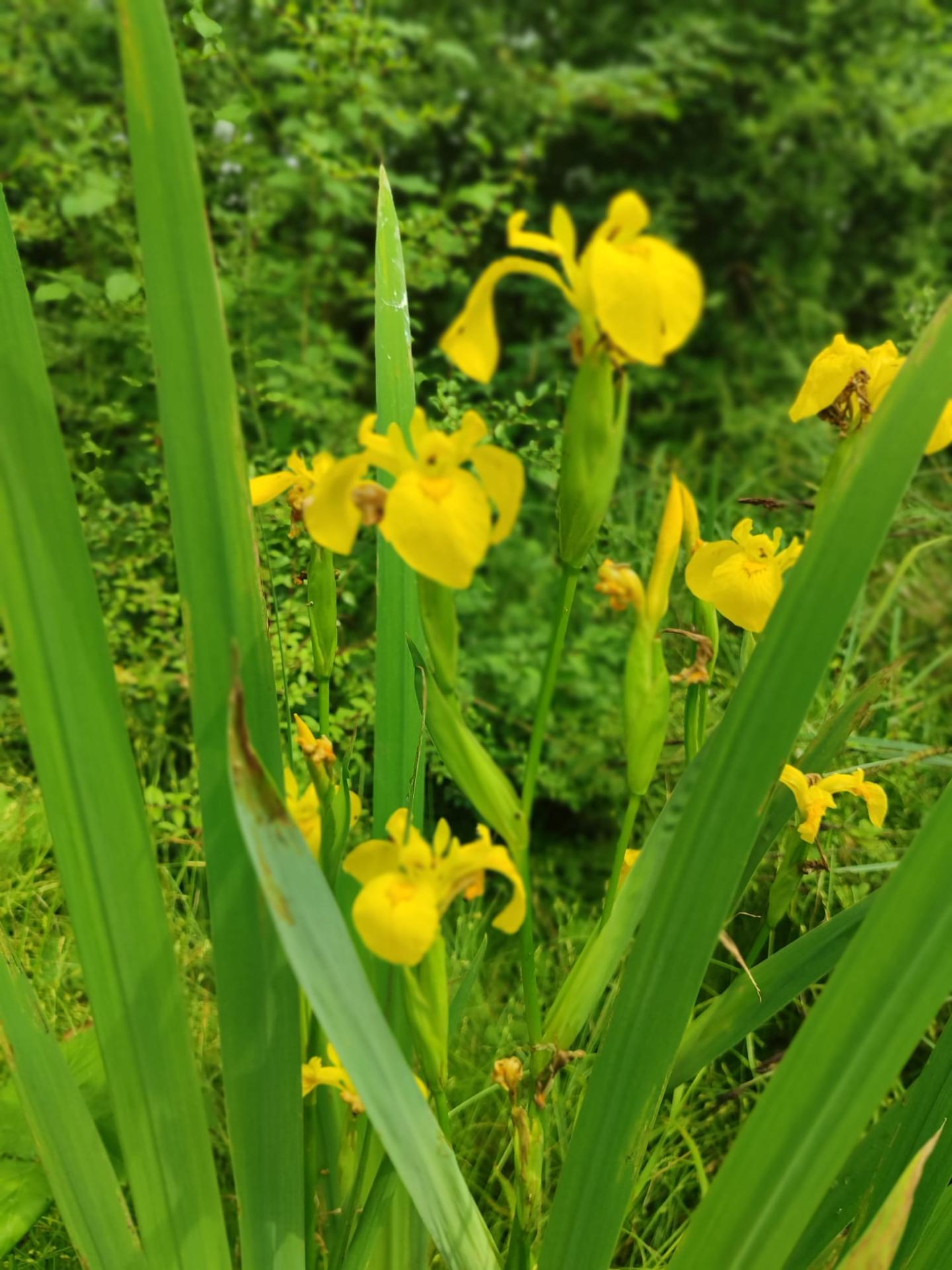 Des iris en pleine forêt - Photo : Mme Grandjean