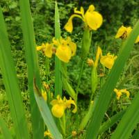 Des iris en pleine forêt - Photo : Mme Grandjean
