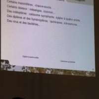 Conférence sur la chenille processionnaire