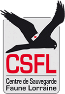 Logo csfl 1