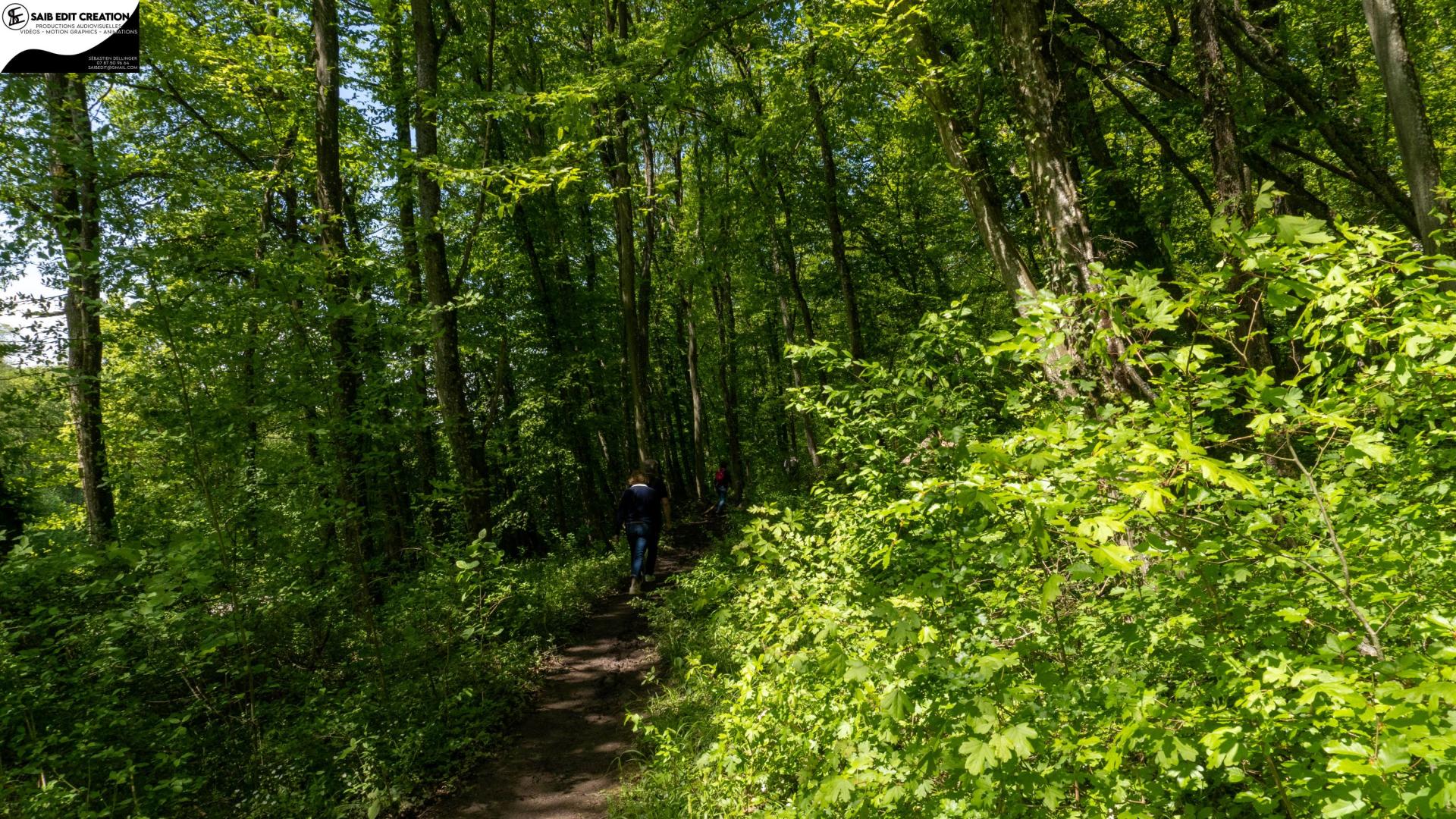 Marcheurs en forêt