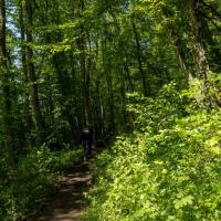 Marcheurs en forêt