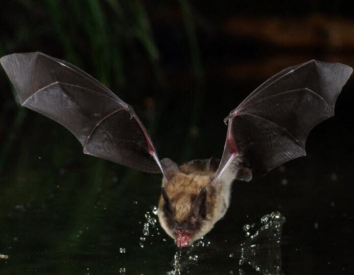 Photo david aupermann chauve souris 2