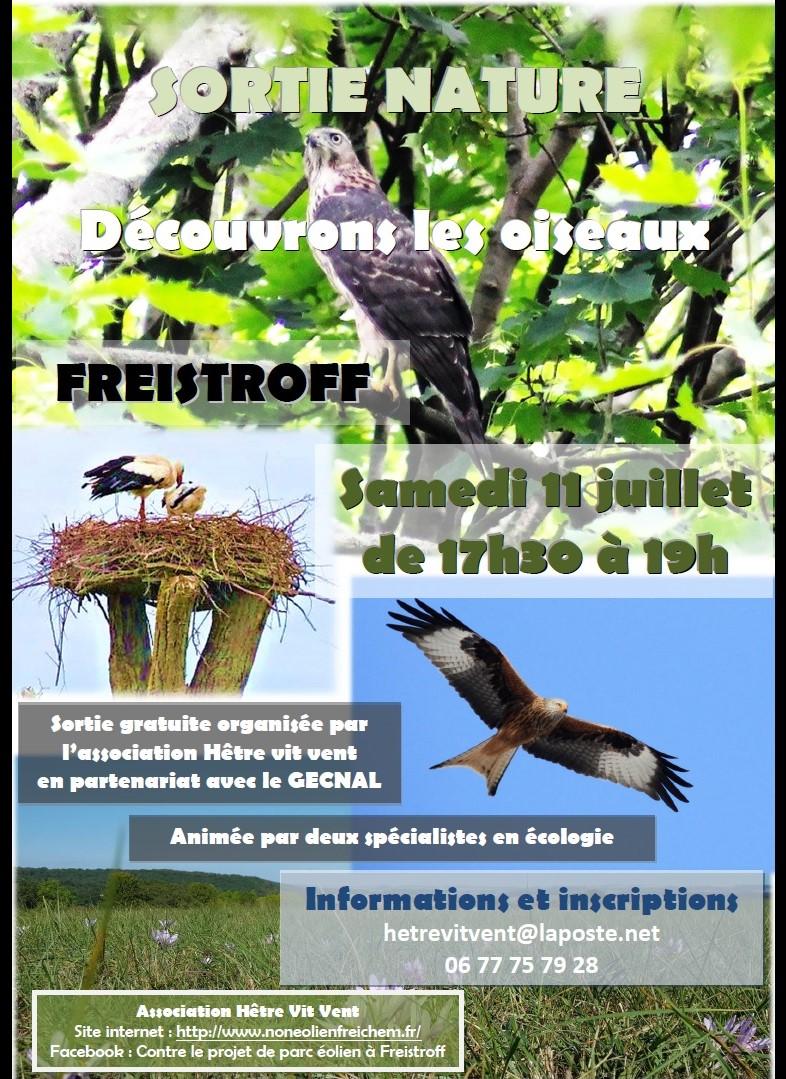 Photo flyer sortie oiseaux