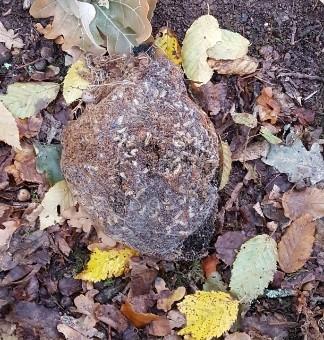 Nid de chenilles processionnaires