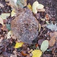 Nid de chenilles processionnaires