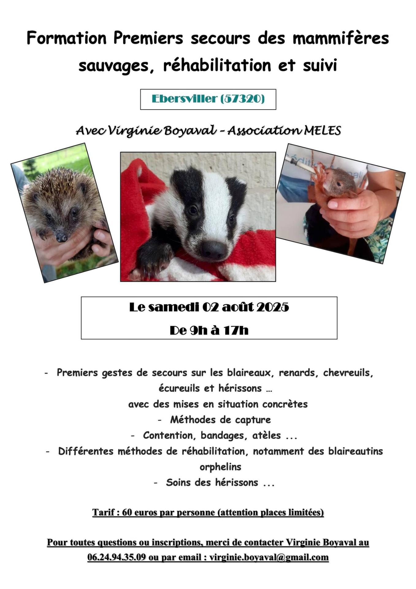 Premiers secours animaux sauvages