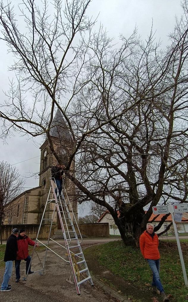 Réparation d'une grosse branche de l'Orme en partie arrachée par un camion