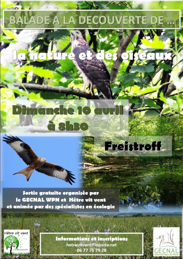 Sortie oiseaux avril 2022